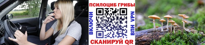 цены наркотик  Олонец  Псилоцибиновые грибы Cubensis 